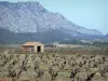 Guía de Pirineos Orientales - Fenouillèdes - Choza de piedra en medio de viñedos, colinas en el fondo
