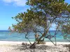 Plage de l'anse Maurice - Raisiniers sur la plage de sable avec vue sur l'océan Atlantique