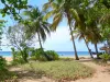 Plage de Grande Anse - Cocotiers et raisiniers de la plage