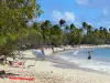 Plage des Salines - Plage de Grande Anse des Salines avec son sable fin, ses cocotiers et sa mer turquoise ; sur la commune de Sainte-Anne