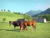 Planalto Benou - Cavalos em um prado do planalto de Benou, com visão nas montanhas circunvizinhas; em Béarn