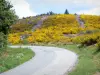 Plateau van Millevaches - Regionaal Natuurpark van Millevaches in Limousin: weg bekleed met bloeiende brem
