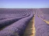 Le plateau de Valensole - Guide tourisme, vacances & week-end dans les Alpes-de-Haute-Provence