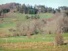 Plateau du Vivarais-Lignon - Pâturages entourés d'arbres