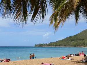 Playa de Gran Ensenada - Relajarse en las doradas arenas de la playa con vistas al mar Caribe, hojas de palma en primer plano
