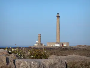 Pointe de Barfleur - Rochas e flores silvestres em primeiro plano e farol