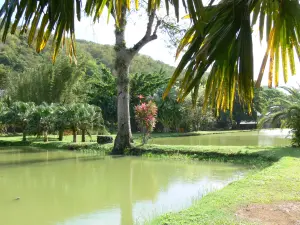 Pointe-Noire - Tropische vegetatie en vijvers voor aquacultuur park