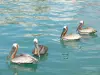 Pointe-a-Pitre - Pelicanos marrons à beira do mercado de peixe Darse
