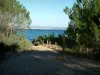 Porquerolles岛 - 人行道上布满了松树（树），可以看到地中海和远处的海岸线