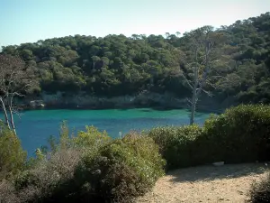 Porquerolles island - Mediterranean vegetation, footpath, the Mediterranean Sea and the forest