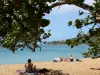 Praia Grande Anse - Praia com areia dourada, mar do Caribe e ramos de uma uva