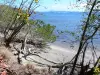 Presqu'île de la Caravelle - Réserve naturelle de la Caravelle : végétation au bord de l'eau