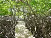 Presqu'île de la Caravelle - Réserve naturelle de la Caravelle : passerelle traversant la mangrove