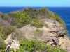 Presqu'île de la Caravelle - Réserve naturelle de la Caravelle : randonnée pédestre sur le sentier côtier