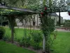 Prieuré de Saint-Cosme - Rosiers grimpants (roses) du jardin