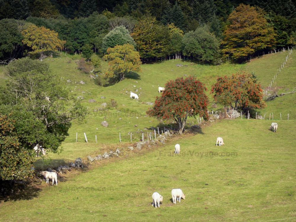 Guide du Puy-de-Dôme - Paysages du Puy-de-Dôme - Parc Naturel Régional des Volcans d'Auvergne : vaches dans un pâturage et arbres ; dans le massif du Sancy (monts Dore)
