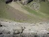Pyrenees National Park - Sheep in the Gavarnie cirque