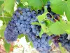 Le raisin muscat du Ventoux - Guide gastronomie, vacances & week-end dans le Vaucluse