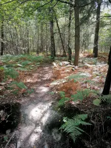 Rambouillet forest - Undergrowth