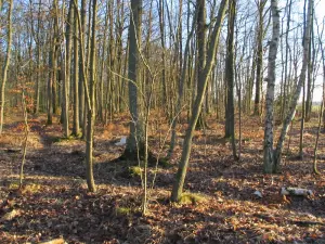 Rambouillet forest - Forest trees