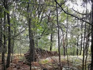 Rambouillet forest - Pile of wood and trees in the forest