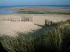 Ré island - Beachgrass (psammophytes) in foreground, sandy beach of Trousse Chemise (Fier headland) and sea (Breton strait)