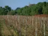 Ré island - Vineyards and trees