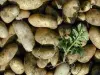 The Ré island potatoes - Gastronomy, holidays & weekends guide in the Charente-Maritime