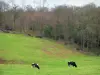 Regionaal Natuurpark Boucles de la Seine Normande - Normandische koeien in een weiland en een bos