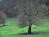 Regionaal Natuurpark Boucles de la Seine Normande - Paarden in een weide en bomen