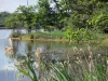 Regionaal Natuurpark van de Brenne - Vijver van de Rode Zee, planten en bomen aan de rand van het water