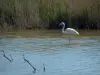 Regionaal Natuurpark van de Camargue - Vijver en moeras riet met een flamingo