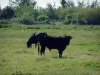 Regionaal Natuurpark van de Camargue - Zeekraal heide met grazende zwarte stieren Camargue