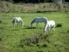 Regionaal Natuurpark van de Camargue - Pre grazen Camargue witte paarden