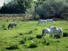 Regionaal Natuurpark van de Camargue - Vlak land begroeid met grazende Camargue witte paarden
