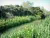 Regionaal Natuurpark van de Camargue - Dunne kanaal (Roubine) bekleed met bloemen, riet en bomen