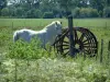 Regionaal Natuurpark van de Camargue - Camargue witte paard staan ​​in de buurt van een wiel