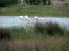 Regionaal Natuurpark van de Camargue - Vijver omringd door riet met flamingo's