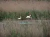 Regionaal Natuurpark van de Camargue - Rietmoerassen met flamingo's