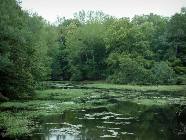 Regionaal Natuurpark Forêt d'Orient - Gids voor toerisme, vakantie & weekend in de Aube