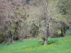 Regionaal Natuurpark Livradois-Forez - Bloeiende weide omzoomd met bomen