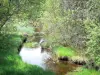 Regionaal Natuurpark van Millevaches in Limousin - Millevaches: Stroom omzoomd met bomen