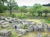 Regionaal Natuurpark van Millevaches in Limousin - Millevaches: Roman overblijfselen van Cars (begrafenis samen) in een bosrijke