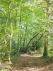 Regionaal Natuurpark Le Morvan - Morvan-massief: bospad omzoomd met bomen