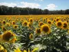 Regionaal Natuurpark van de Oise - Pays de France - Veld met zonnebloemen