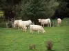 Regionaal Natuurpark van de Perche - Witte koeien in een weiland