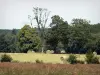 Regionaal Natuurpark van Perche - Hooibergen in een veld en bomen