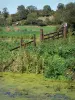 Regional Nature Park of Cotentin and Bessin Marshes - Marsh, vegetation, meadows and trees