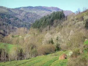 Regionaler Naturpark der Ardèche-Berge - Gebirgswiesen, Bäume und Wald