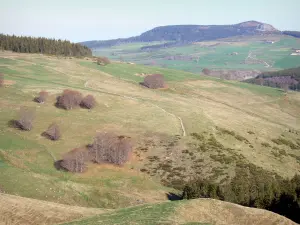 Regionaler Naturpark der Ardèche-Berge - Wald überragend die Almen bestreut mit Bäumen